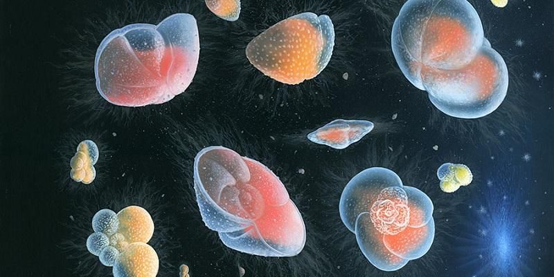 Fossil study reveals origins of biodiversity gradient