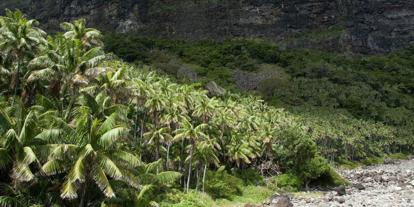 The global abundance of palm trees