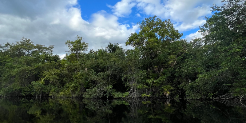 Mangrove trees next to the water in Mexico