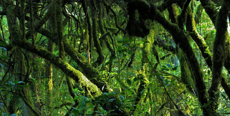 Tropical forest