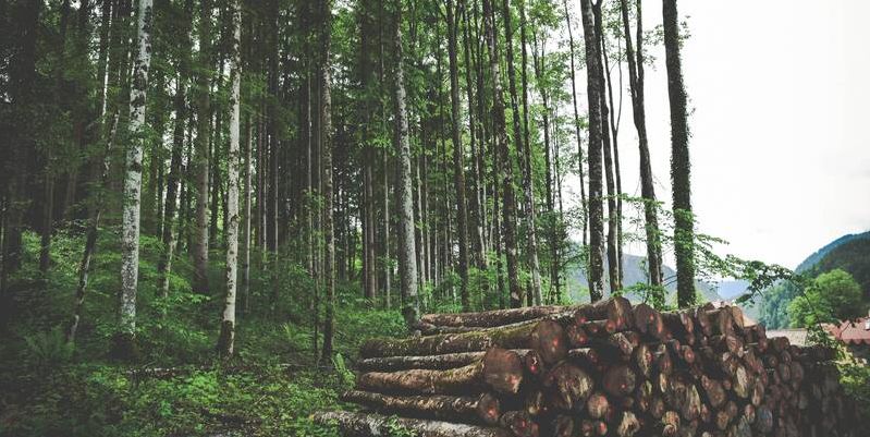 New insight into climate impacts of deforestation