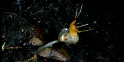New plant species honours Leeds Professor