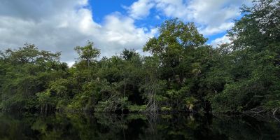 Image of mangrove trees beside the water in Mexico