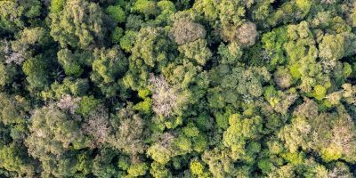 An aerial view of a dense forest canopy shows an array of green treetops with various textures and shades. The thick foliage covers the entire scene, creating a continuous expanse of tropical trees and plants.