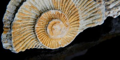 A spiral fossil shell on a black background.
