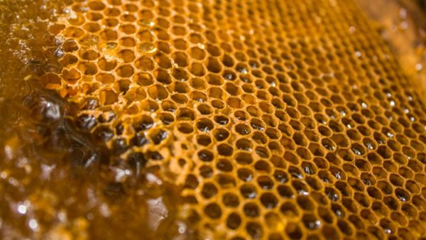 pic of a honeycomb