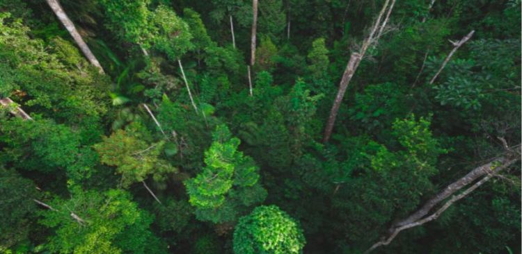 Side effects of wide scale forestation could reduce carbon removal