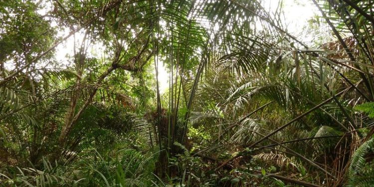 World’s largest tropical peatlands revealed to be more than 40,000 years old