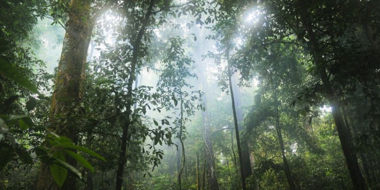 Common tree species dominate tropical forests