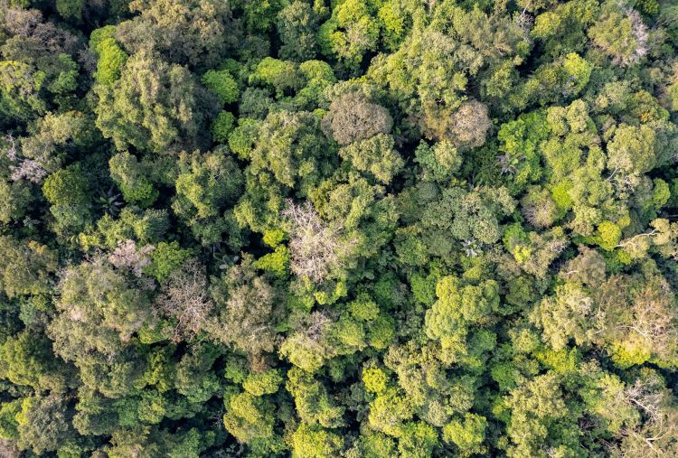 Forest science networks support space missions