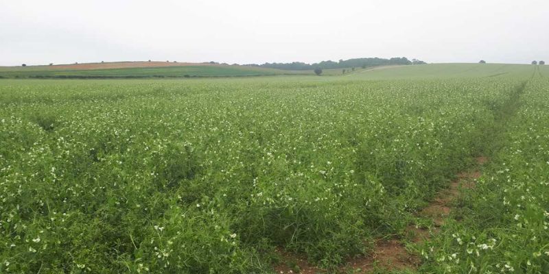 Pea crops at a farm in South East England, cultivated with basalt