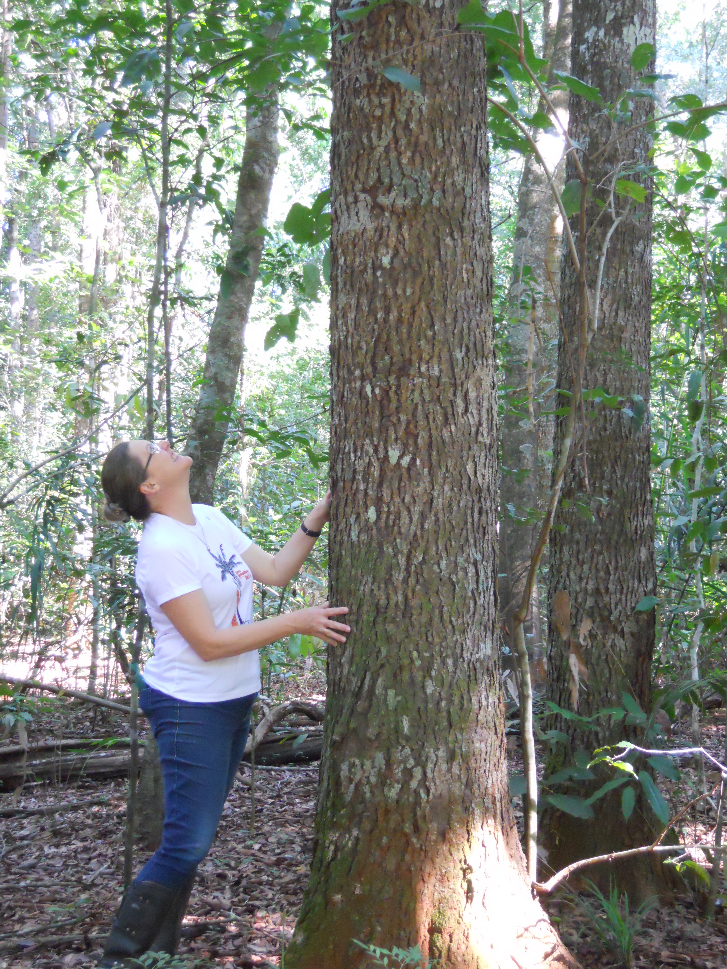 Professor Beatriz Marimon of Brazil’s Mato Grosso State University admiring a tall ‘bloodwood’ tree (Brosimum rubescens) in the rainforest. 