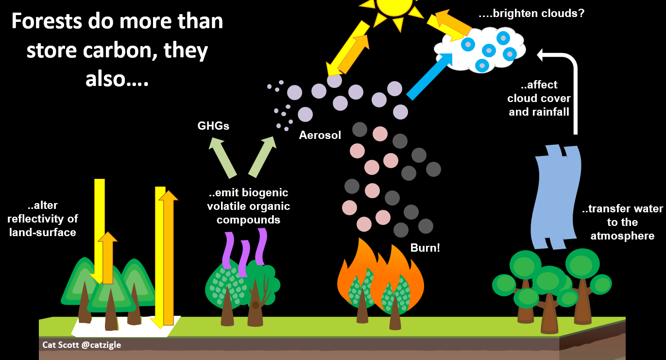 A graphic image showing the journey of carbon in a forest. The text reads: Forests to more than store carbon, they also ... alter reflectivity of land-surface...emit biogenic volatile organic compounds...burn! ..brighten clouds? ..affect cloud cover and rainfall ..transfer water to the atmosphere.