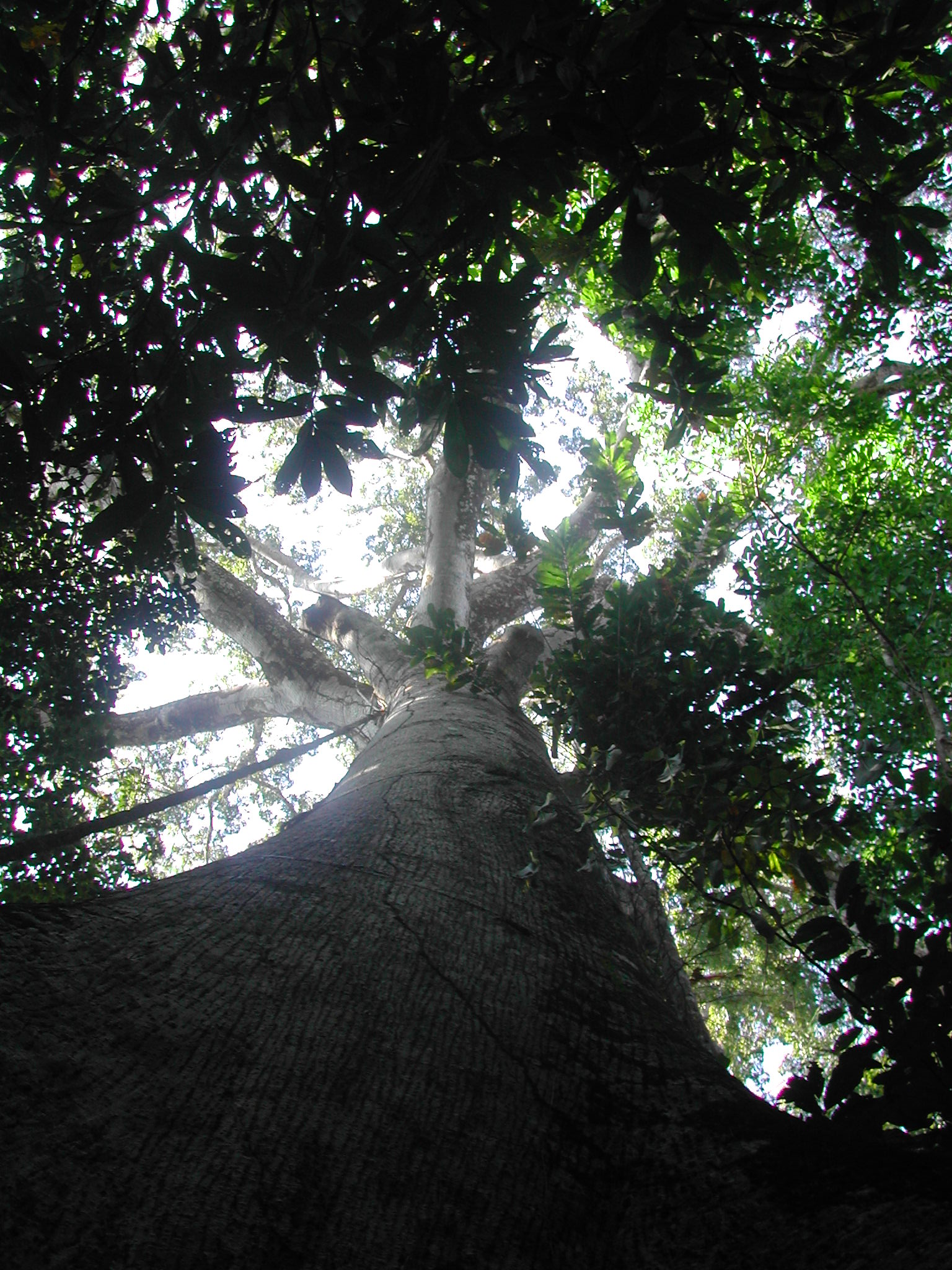An image looking up at a Ceiba Petandra tree from the base of its trunk. Some sunlight can be seen through the canopy.