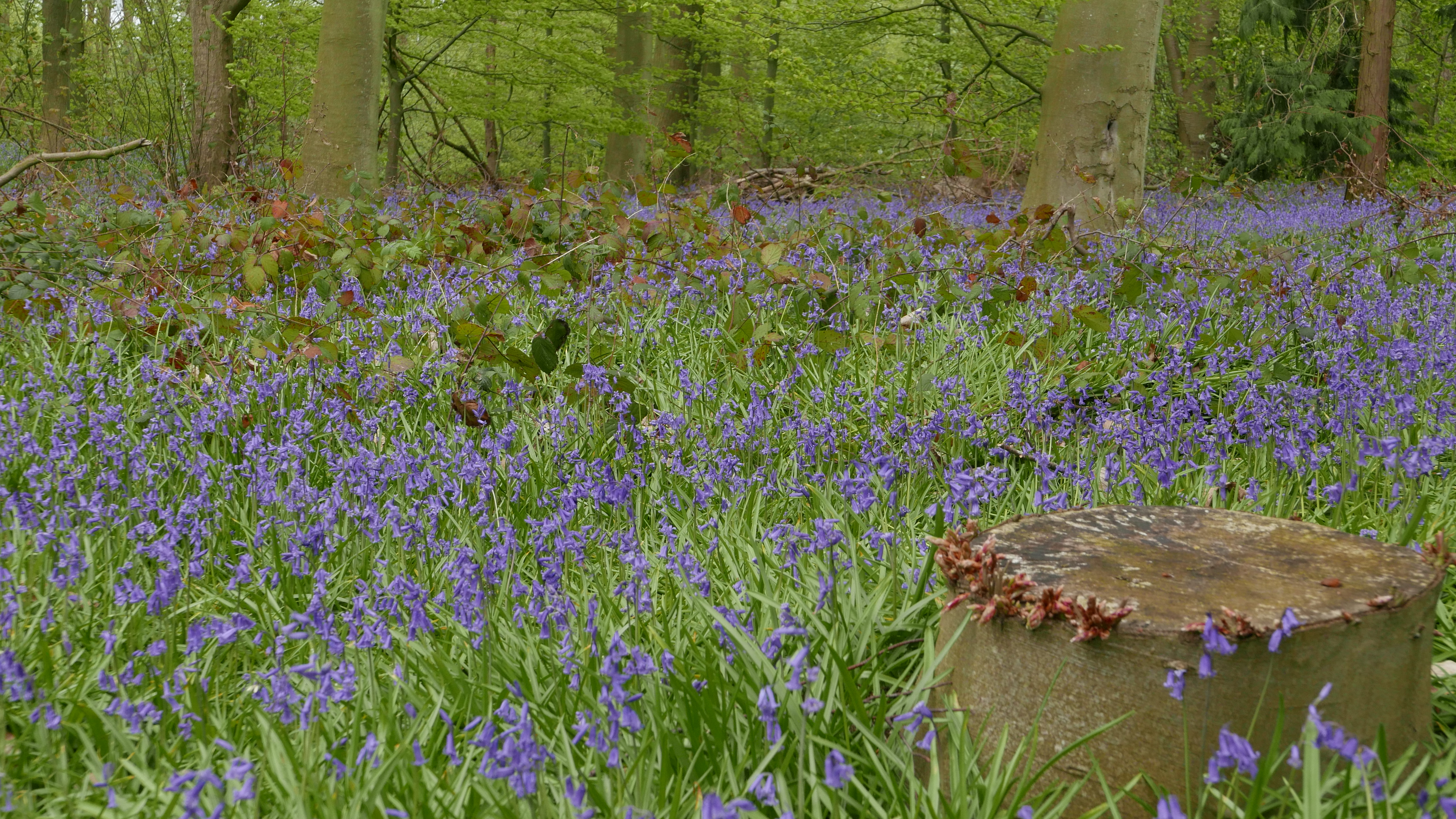 Bluebells in Clumber Park, a National Trust property in north Nottinghamshire.