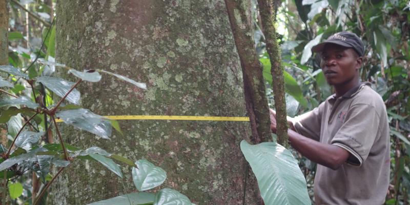 A person carrying out tree measuring in Salonga National Park, Democratic Republic of Congo