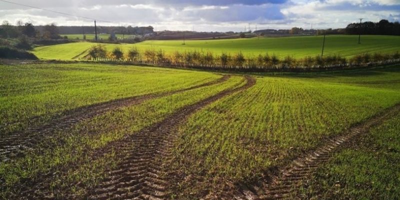 Field of grass with tractor tyre marks through it.