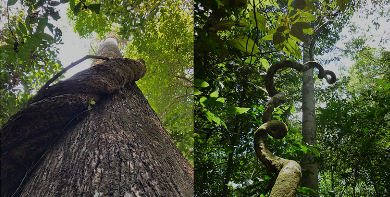 Liana southern amazonia trees