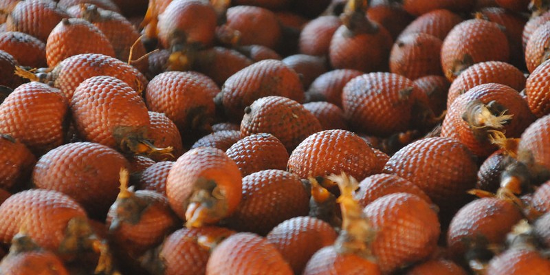 Mauritia palm fruit - credit dael sassoon