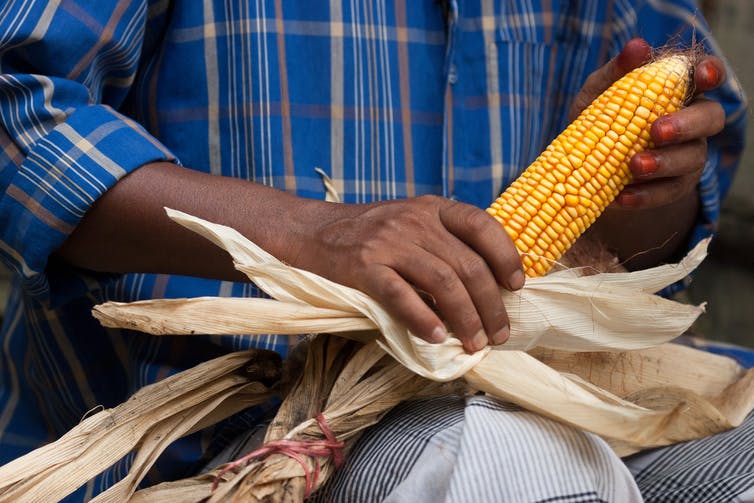 A cropped shot of a person holding maize.