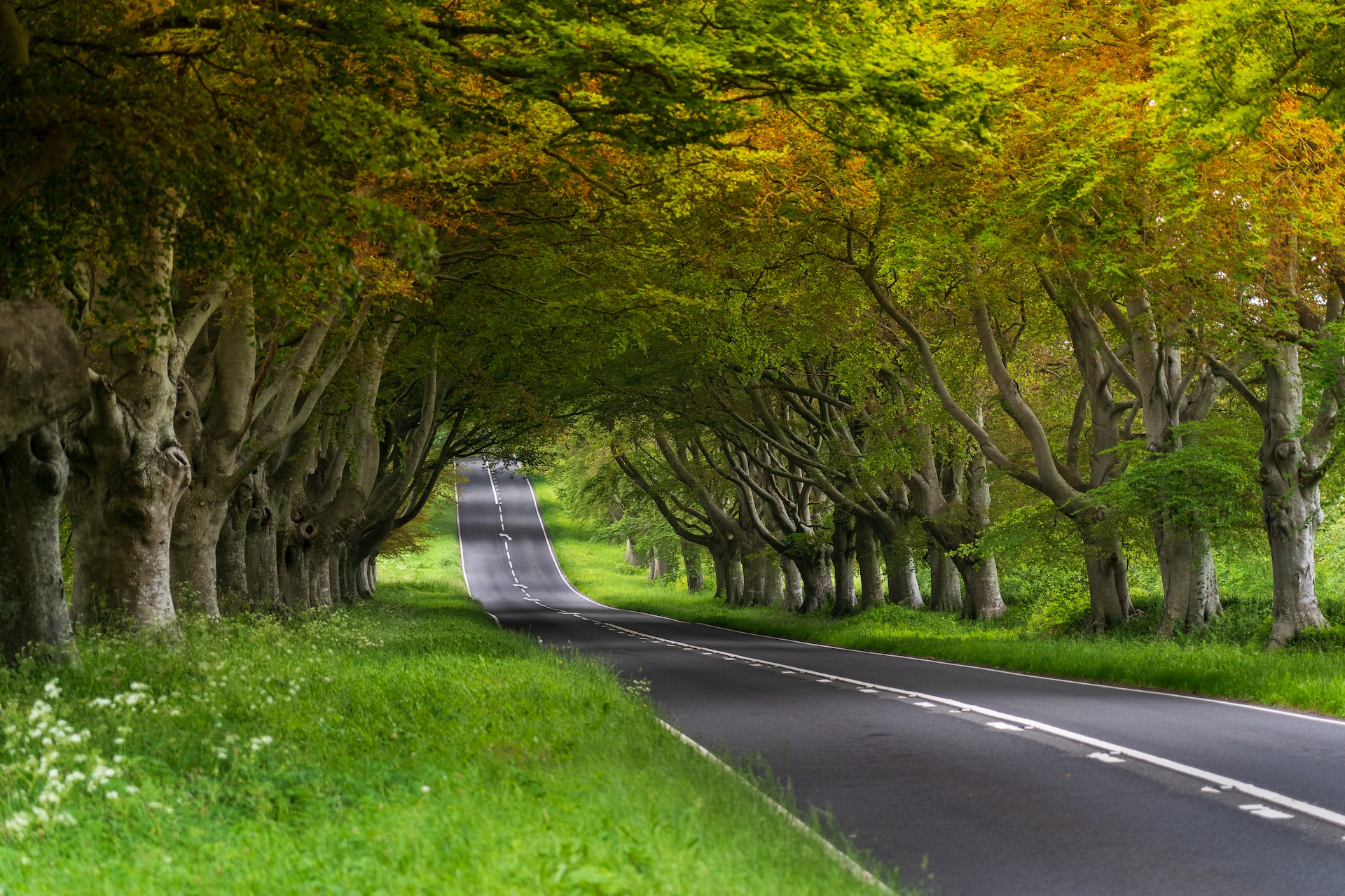 Pic of open road and trees