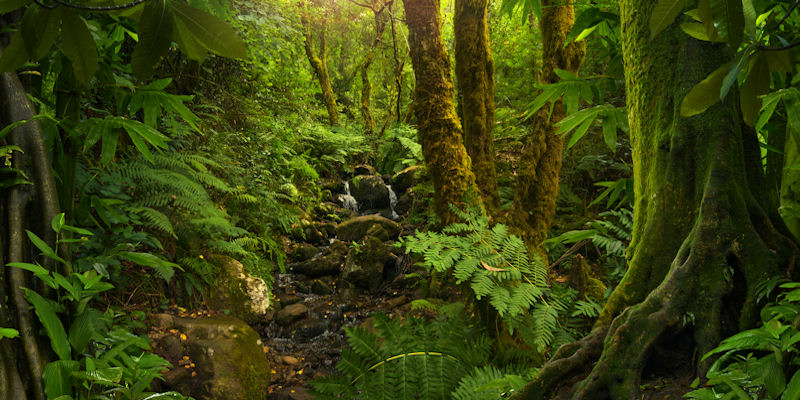 Using tropical forest research to influence global climate change ...