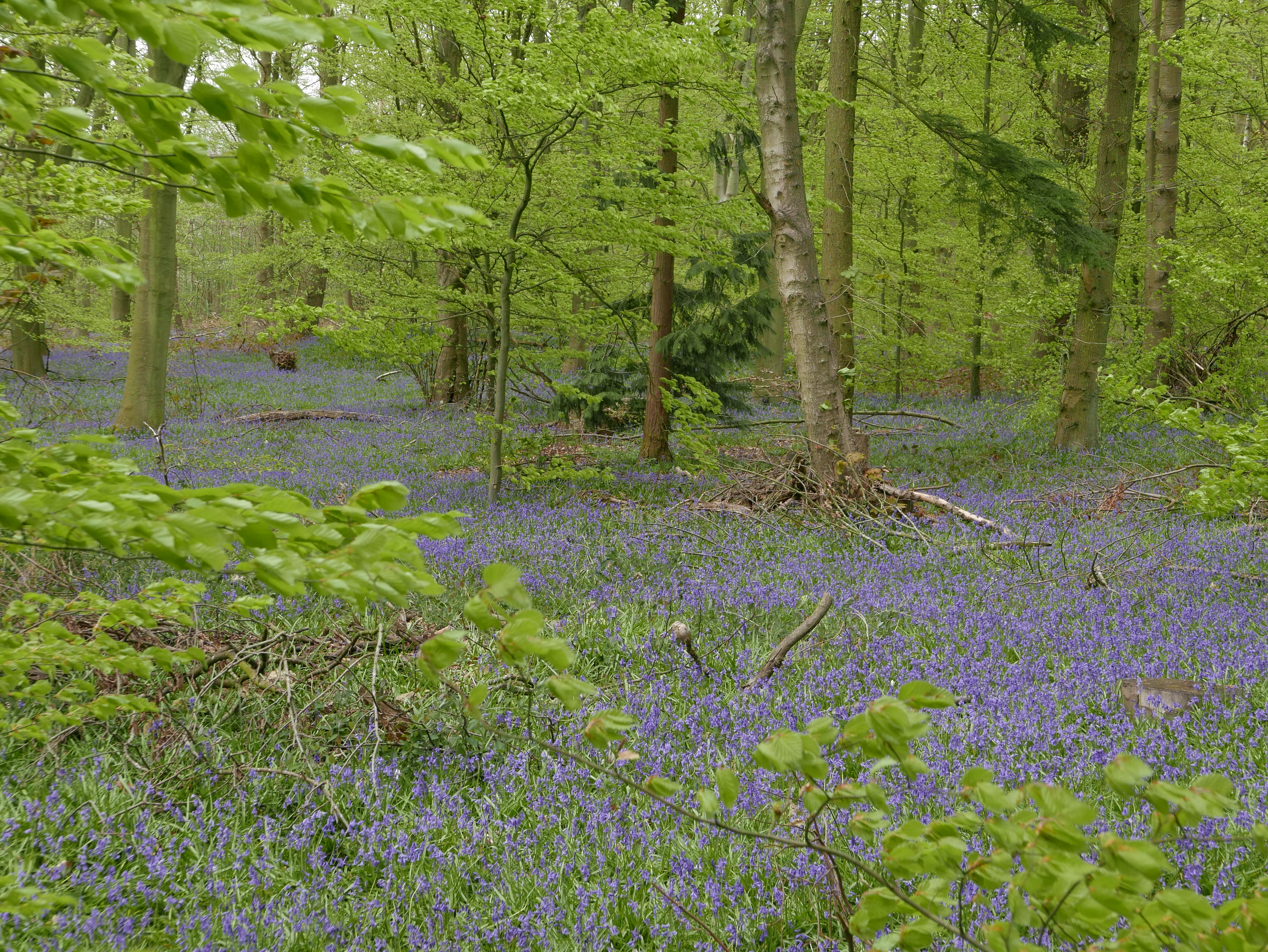 Woodland biodiversity for human health and wellbeing across Britain | School of Earth and Environment | University of Leeds