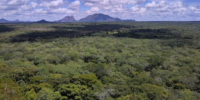 natural forest drone view