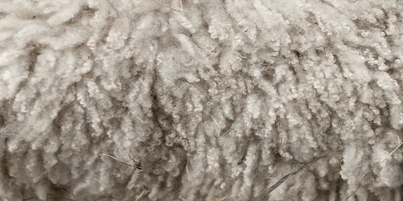 Why wool matters 
