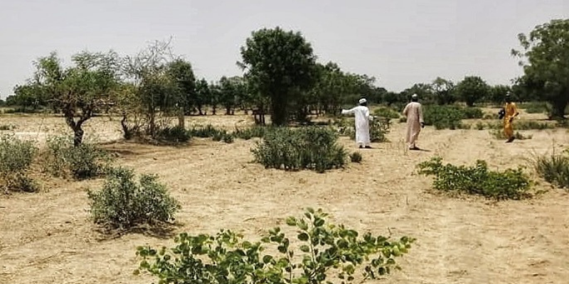 A photograph of a parched field in Nigeria with three farmers stood in the distance.