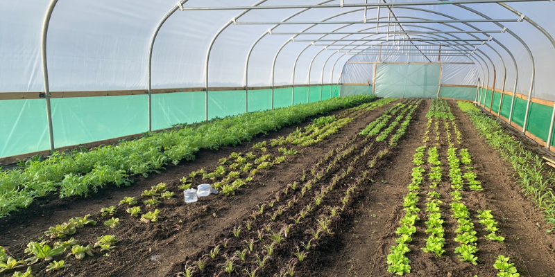 Photo of an indoor greenhouse with rows of vegetables growing.