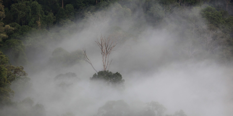 Forest in the fog.