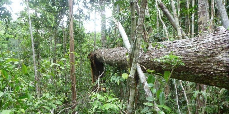What's killing trees in the southern Amazon?