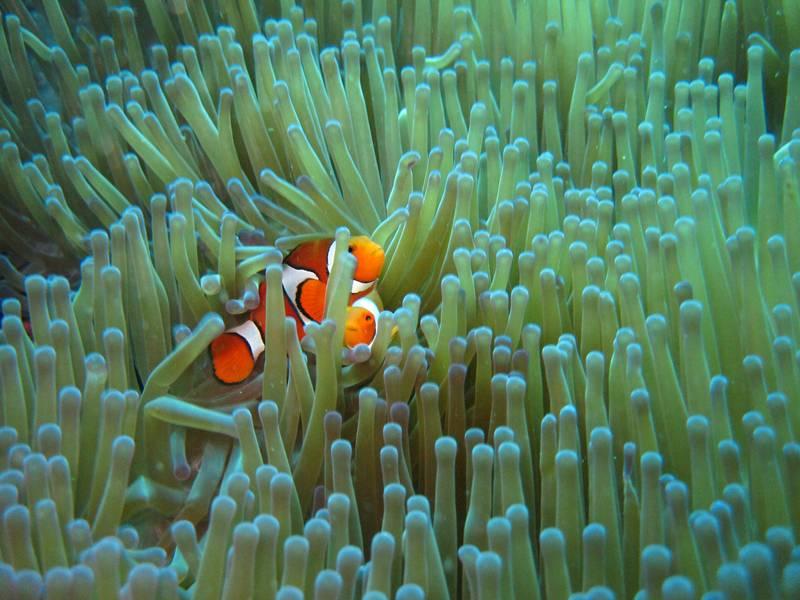 Clown fish in a reef