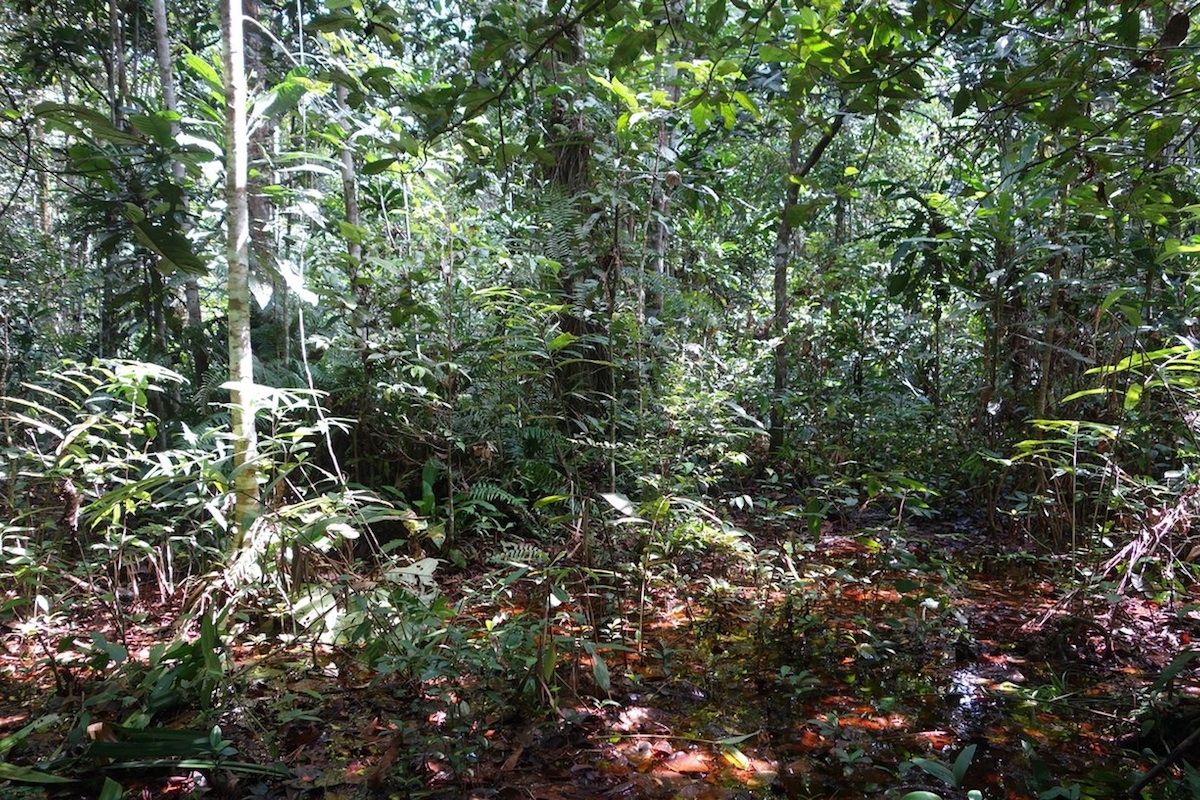 Researchers discover world's largest tropical peatland in remote Congo ...