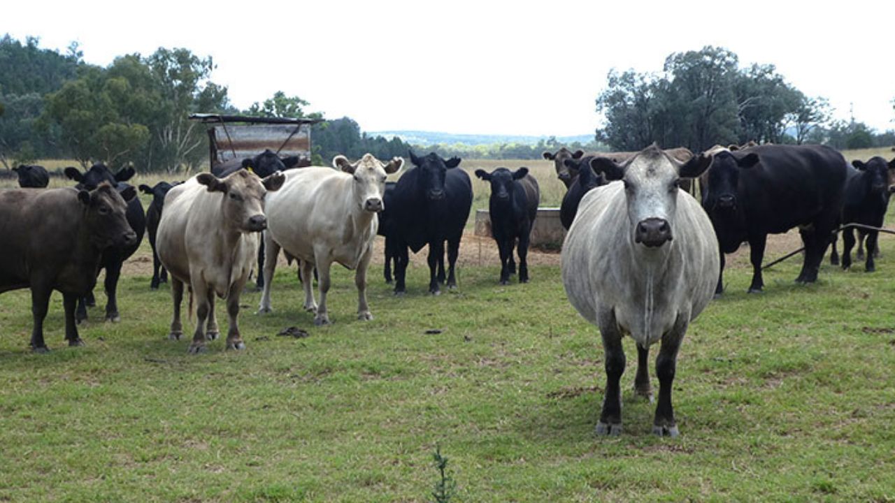 Image of cows in green field