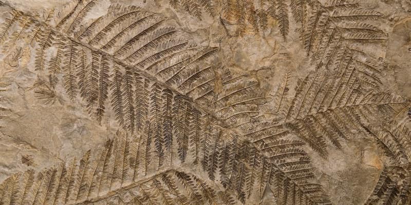 fossil ferns on rock surface