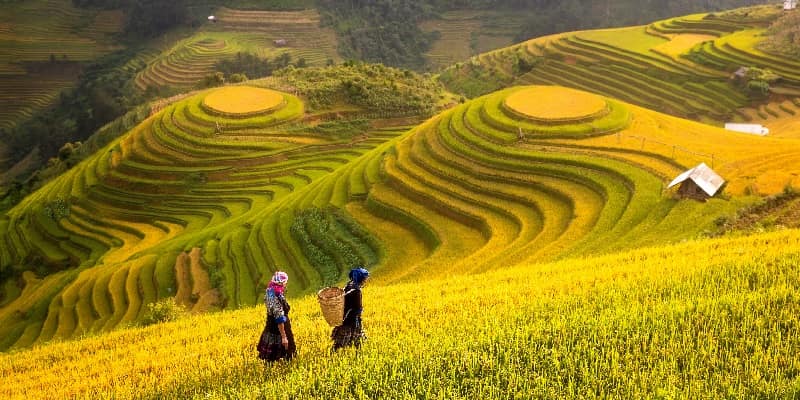 Rice fields covering terraced hillside