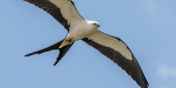 Kite in flight