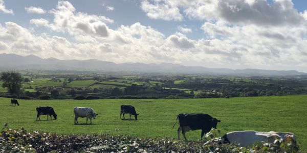 Green field blue sky with clouds. Cows grazing