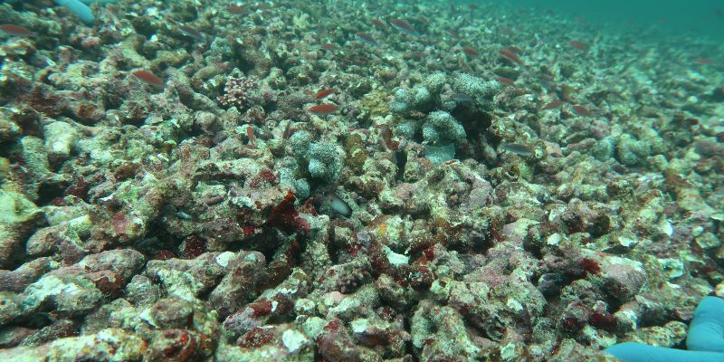 Paris Agreement limits still catastrophic for coral reefs 