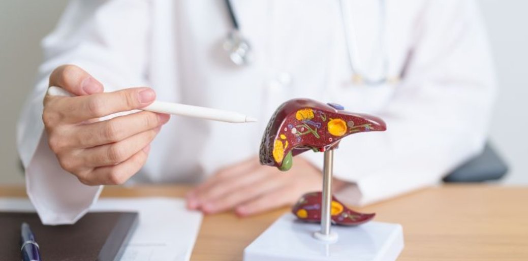 Someone in a white lab coat pointing to a model cross-section of a liver