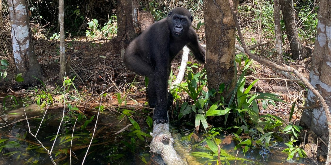 A gorilla in Lefini, Republic of Congo, stood on a fallen tree above water.