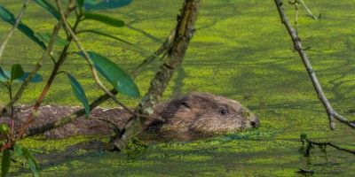 A beaver swimming through water covered in leaves