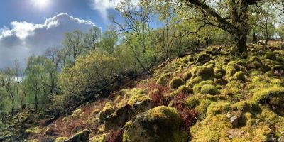 A temperate rainforest in Ennerdale, Cumbria. Credit: Simon Webb