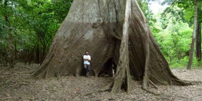 Tree rings reveal increasing rainfall seasonality in the Amazon