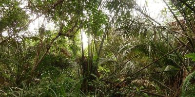 World’s largest tropical peatlands revealed to be more than 40,000 years old