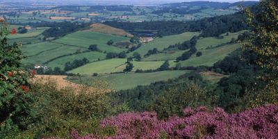 Valley in North Yorkshire with purple heather, trees and green fields