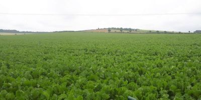 Field of sugar beet at a farm in South East England, cultivated with basalt