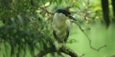 A black-crowned night heron on a branch